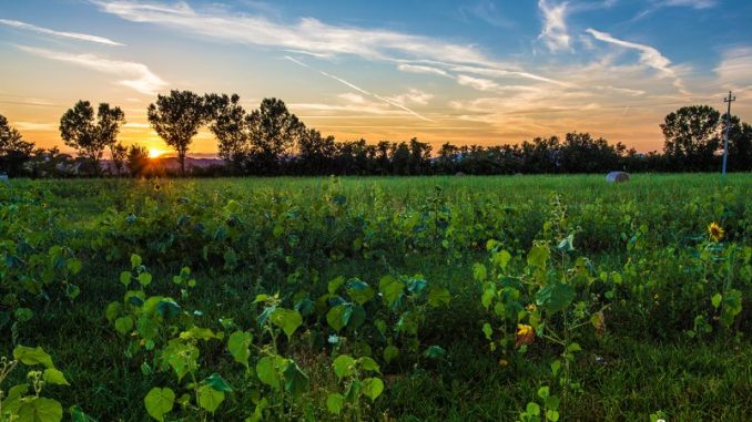 Campi di girasole in Umbria