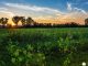 Campi di girasole in Umbria