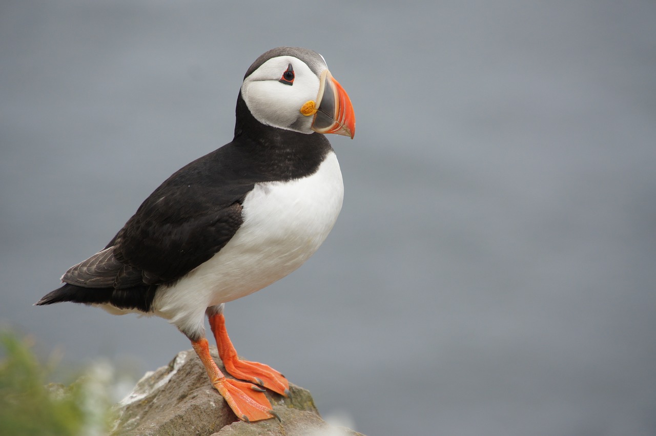 puffin