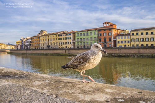 Pisa - Gabbiano sul lungarno